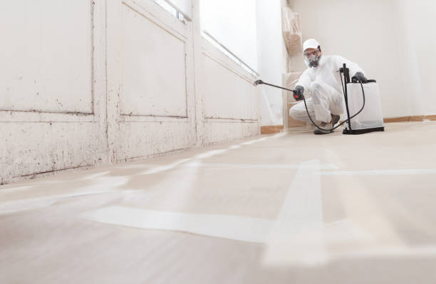 Black mold remediation team in Brentwood
